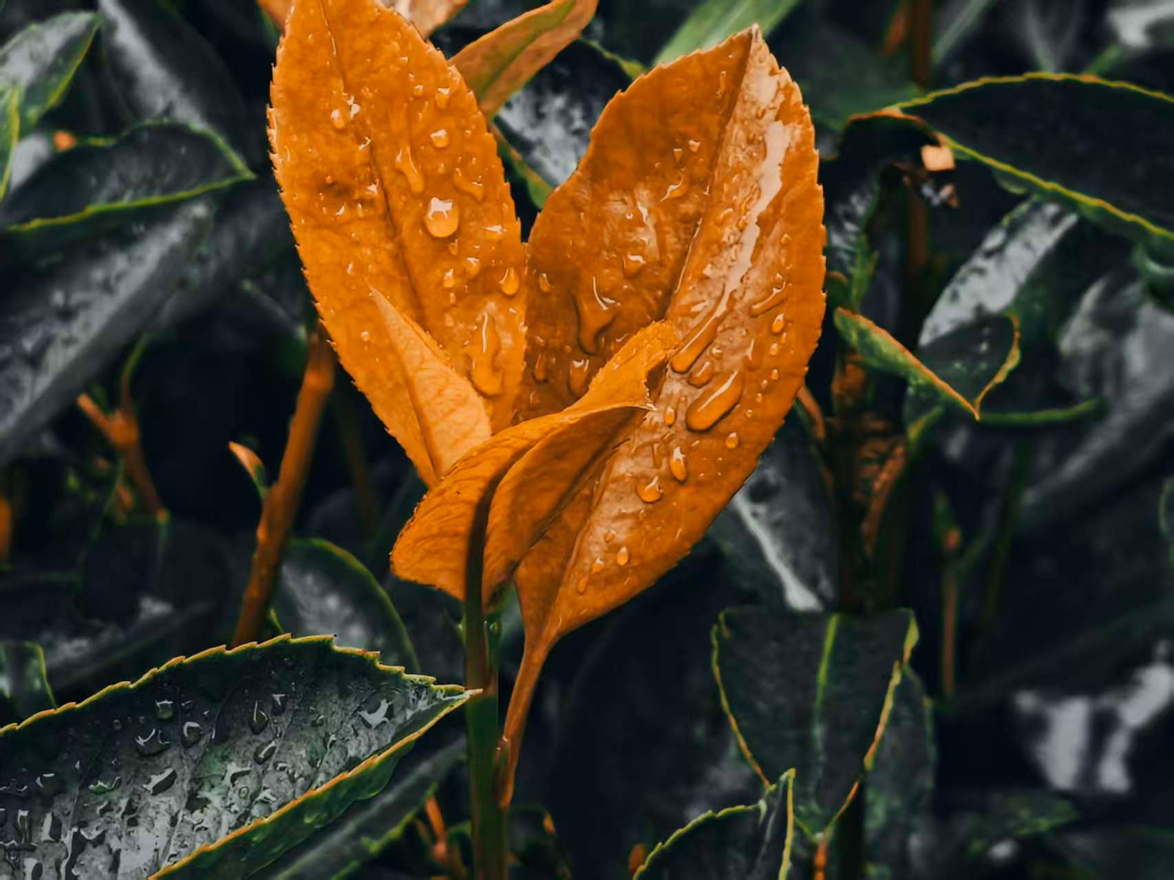 2k带雨珠的橙色叶壁纸｜深绿植物背景 - 自然-达人圈壁纸