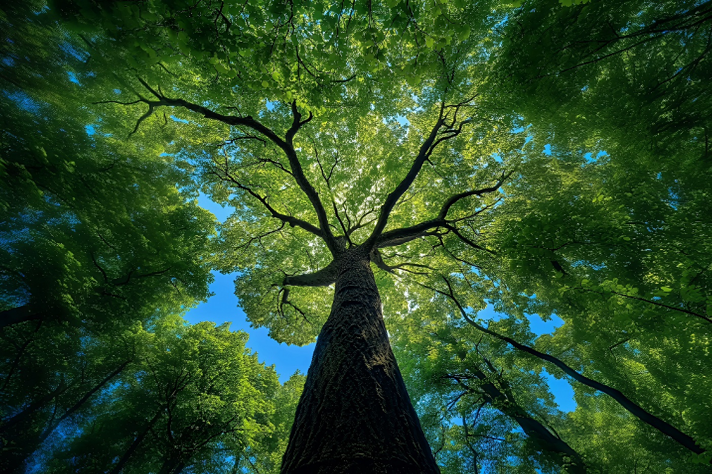 4k大树壁纸｜晴空森林背景图片 – 夏天-达人圈壁纸