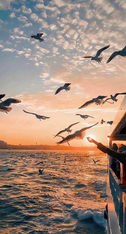 大海，黄昏，游艇，海鸥，海鸟，唯美海上游玩风景手机壁纸-达人圈壁纸